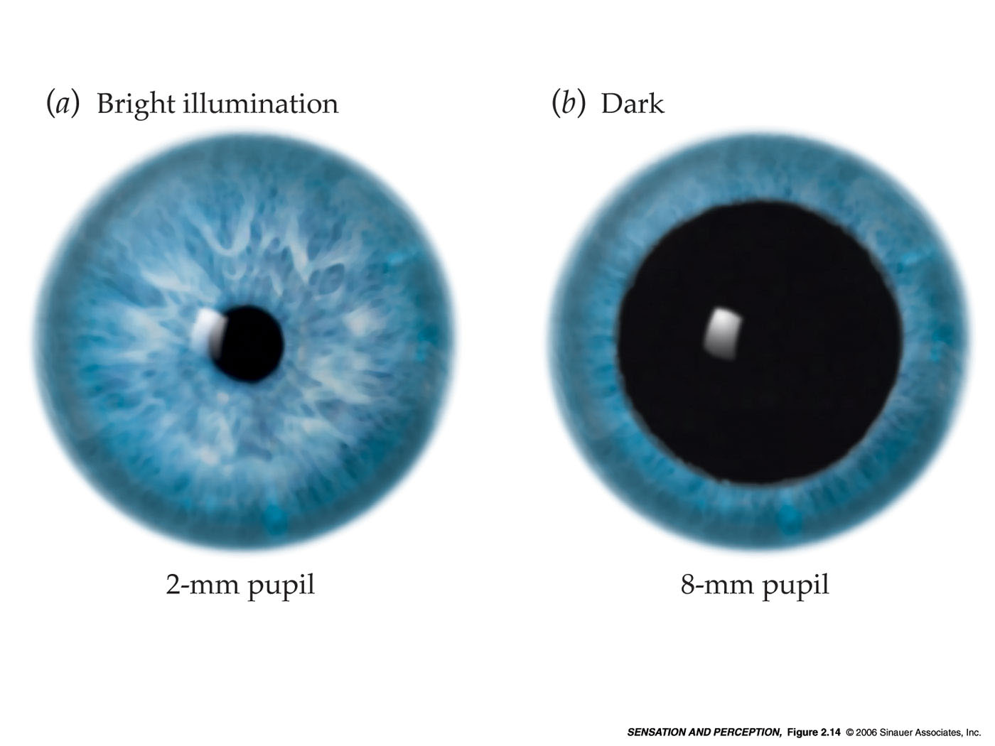 Primi stadi della visione //Adattamento alla luce e al buio Due meccanismi distinti per l adattamento alla luce e quello al buio: Dilatazione pupillare Fotorecettori Primi stadi della visione