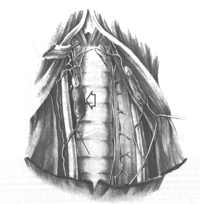 Richiami anatomici Due lobi separati, adiacenti ai primi 5-6 anelli