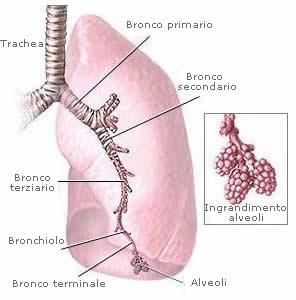 L'ossigeno negli alveoli Il flusso di aria inspirata si ferma nei bronchioli terminali Negli alveoli diffonde da una parte l'aria