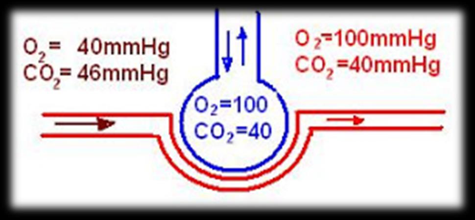 La CO 2 negli alveoli La CO 2 trasportata dai capillari polmonari si equilibra con quella degli alveoli: alla