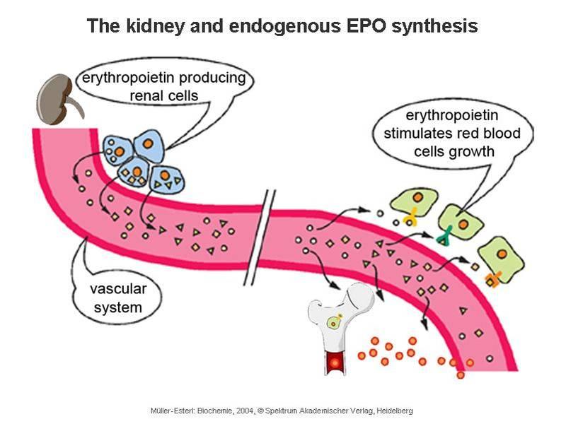 Eritropoietina La ridotta PO 2 nel sangue arterioso provoca un'aumentata secrezione dell'ormone (EPO) che stimola il midollo osseo ad incrementare la produzione di globuli rossi e