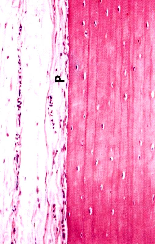 Periostio Sottile strato di connettivo denso irregolare, ricco di collagene, circonda l'osso Si inserisce sull osso tramite