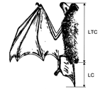 Figura 4.10 - Particolare del cuscinetto calcaneale del piede (freccia). La localizzazione del cuscinetto consente di rilevare in modo preciso la lunghezza del piede (Disegno R. Chirichella).