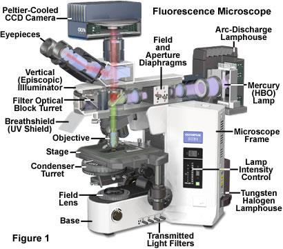 MICROSCOPIA A FLUORESCENZA STRUMENTAZIONE Lo strumento utilizzato è