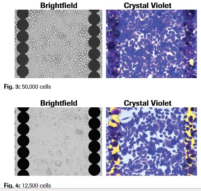 PIASTRE PER OSSERVAZIONI AL MICROSCOPIO Versione modificata