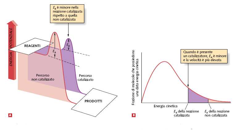 15 I CATALIZZATORI VARIANO LE VELOCITÀ DI REAZIONE GENERANDO NUOVI PERCORSI FRA I REAGENTI E I PRODOTTI A) Il catalizzatore rende disponibile un percorso alternativo a bassa