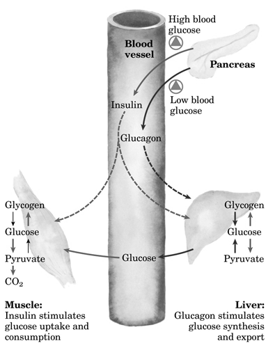 L insulina segnala che la concentrazione di glucosio è più alta del normale (iperglicemia) Il glucagone segnala che la concentrazione di glucosio è più bassa del normale (ipoglicemia)