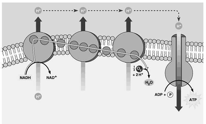 Il trasporto di elettroni è accoppiato alla produzione di ATP (chemiosmosi) Protein complex Intermembrane space