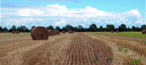 1 Le attività sperimentali e dimostrative Come tutte le altre aziende di Veneto Agricoltura, anche l Azienda pilota e dimostrativa Vallevecchia ha quale scopo essenziale quello di testare e mettere a