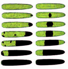 RILIEVI ALLA RACCOLTA Nelle sub-parcelle come sopra descritto individuate si rileveranno: MAIS a) Piante con sintomi di attacco da piralide (fori culmo, foglie bucate, ); b) piante spezzate sopra la