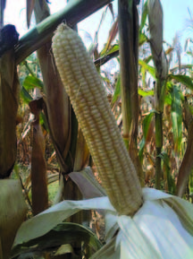 23 I PROGETTI DI AGRICOLTURA SOSTENIBILE COLLEGATI Cereali della rete regionale biodiversità agraria Veneto Agricoltura, DAFNAE Università degli Studi di Padova Obiettivi Nell ambito del programma