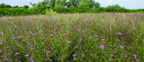 I PROGETTI DI AGRICOLTURA SOSTENIBILE COLLEGATI Obiettivi Conservazione della biodiversità delle praterie naturali e seminaturali Veneto Agricoltura, Provincia di Vicenza, Dipartimento Agronomia