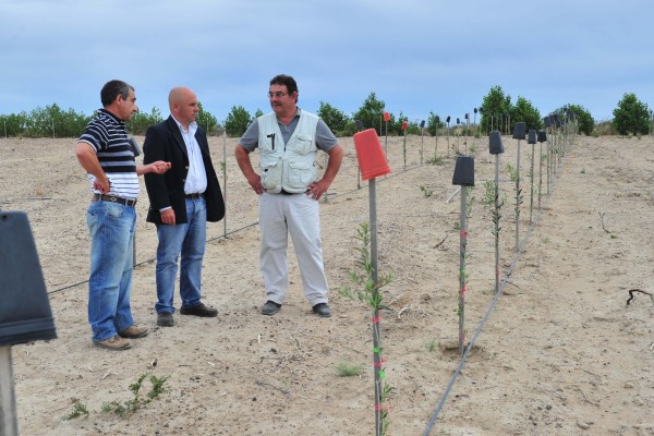 Il sindaco di Puerto Madryn, Ricardo Sastre, visita l impianto (foto Victor Tomaselli) La potatura è finalizzata a orientare lo sviluppo dei rametti nella direzione dei fili.