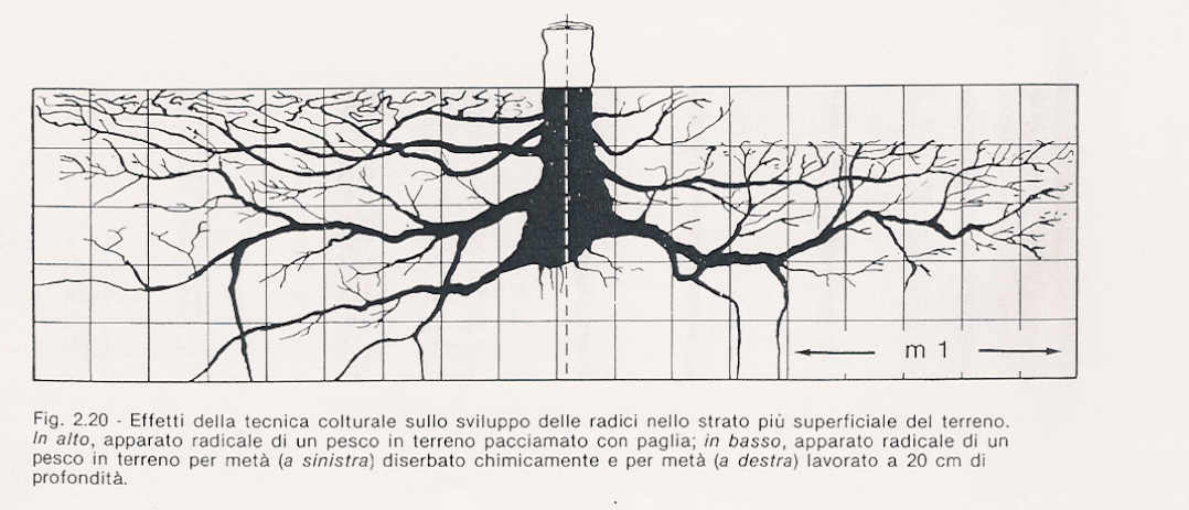 Diserbo chimico Lavorato (20 cm prof.