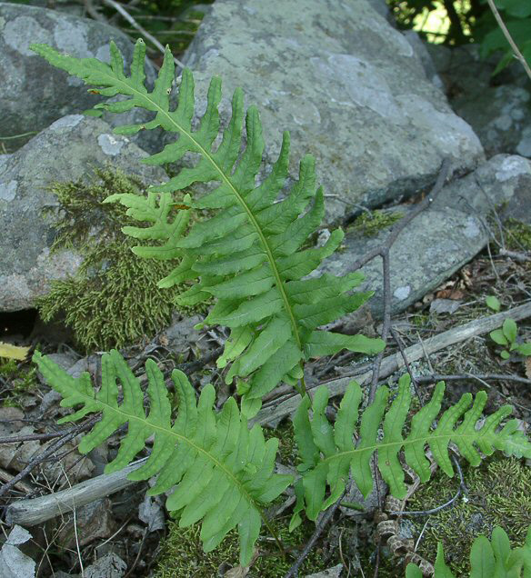 PTERIDOFITE (felci) Sono state le prime piante comparse sulla terraferma ad avere veri tessuti e un corpo suddiviso nei tre organi fondamentali: - RADICI hanno la funzione di ancorare la pianta al