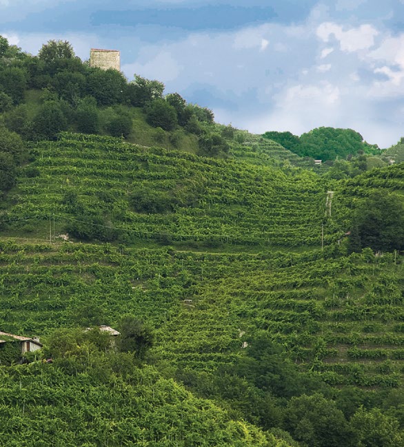 ...dal generoso terreno al singolo grappolo,.