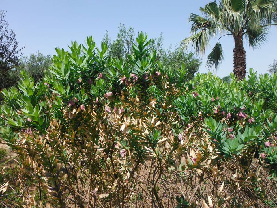 Ospiti sintomatici di X. fastidiosa subsp.