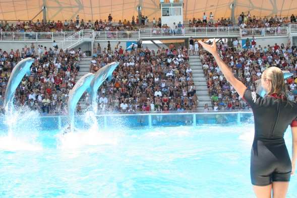 SPETTACOLI Spettacoli di delfini, leoni marini,