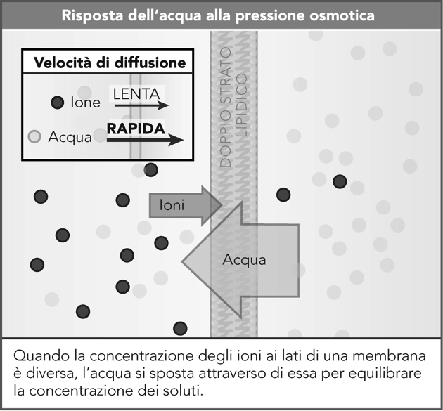 VACUOLI accumulano l acqua in eccesso PRESSIONE OSMOTICA Ambiente ISOTONICO Ambiente IPOTONICO Ambiente