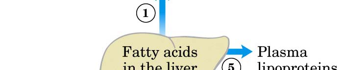 Metabolismo degli acidi grassi nel fegato 1.