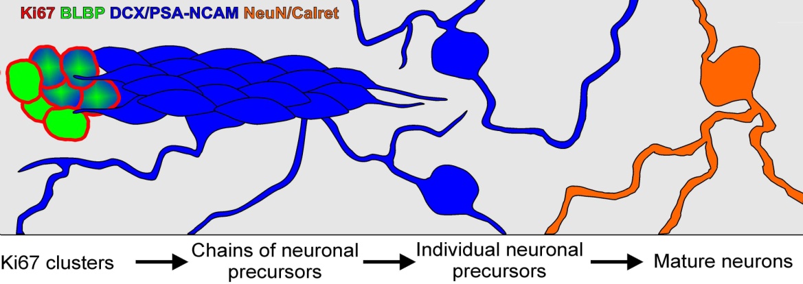 Genesi di neuroni nel corpo striato del