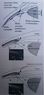 Nei secoli sono stati presentati vari modelli di funzionamento del sistema accomodativo, che presentano teorie anche piuttosto diverse tra loro, e ancora oggi rimangono diversi punti oscuri circa