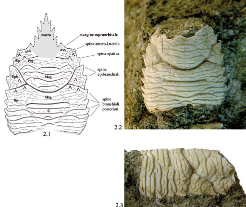 Fig. 2. Galathea mainensis n. sp., es. MCV11/01-I.G.327449, olotipo / holotype: 2.