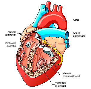 CUORE UNA