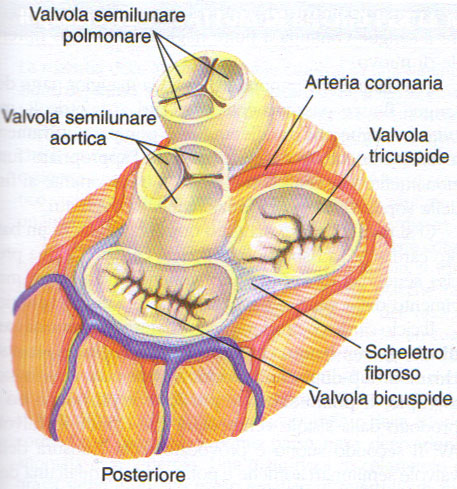 ANATOMIA FUNZIONALE Il cuore è un organo muscolare costituito da 4 camere (atri e ventricoli) e da uno scheletro fibroso formato dai 4 anelli fibrosi che circondano i 4 orifici valvolari: 2 valvole