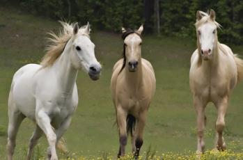 Quesito 6 (vale 7 punti) [Attenzione!!! Non fate fuggire i cavalli!!!!] Antonio, per costruire un cancello per il recinto dei cavalli, ha adoperato dei bastoni di faggio di diversa lunghezza.