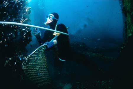 Nel caso il prodotto ittico sia catturato con tecniche (attrezzi) non comprese nell'allegato III (ad esempio la pesca a mano o immersioni), gli operatori del settore