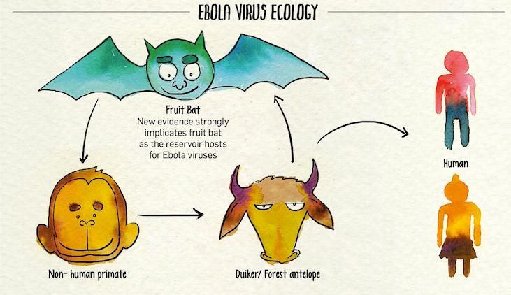 FONTI DI CONTAGIO Il virus è trasmesso da animali all uomo