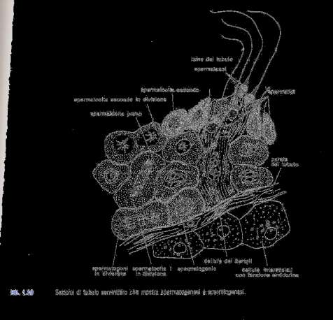 CELLULE DEL SERTOLI Sono in comunicazione con gli spermatociti attraverso parziali e temporanee fusioni