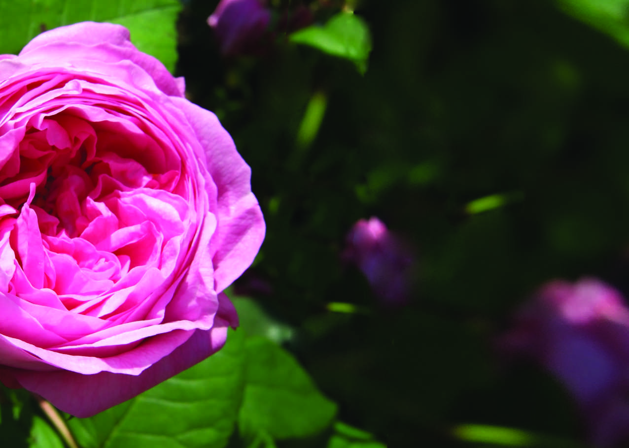 9 FESTIVAL DELLE ROSE Per i veri amanti delle rose si sta preparando per il 9 Festival delle rose, manifestazione che ogni anno nel mese di maggio celebra il fiore simbolo della cittadina e che anche
