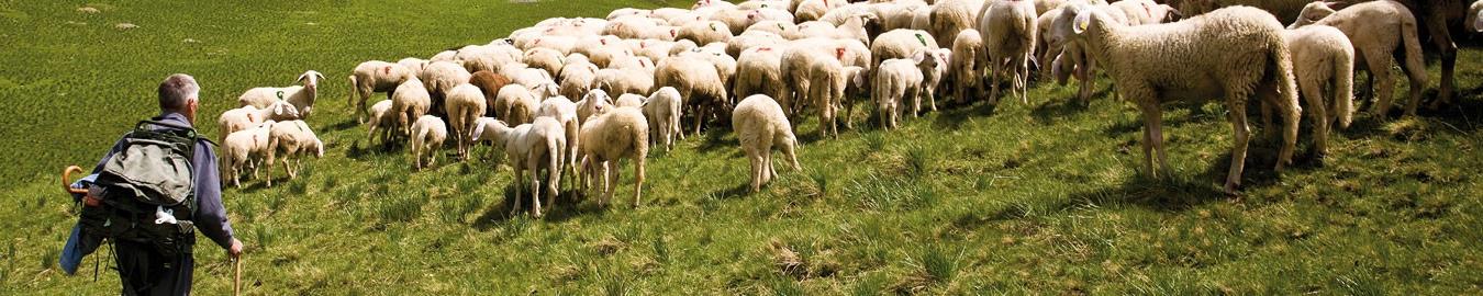 Dai prodotti di Eccellenza al Cibo Quotidiano CAMBIARE I SISTEMI LOCALI DEL CIBO: VALORIZZARE ED