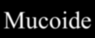 Diagnosi differenziale tra: Polmonite tipica Polmonite atipica Anamnesi Esordio brusco Esordio subdolo Rx Alveolare Interstiziale E.O.