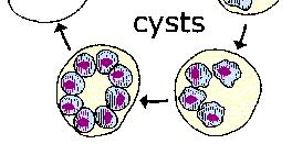 Ciclo vitale di Pneumocystis jiroveci Il modo di replicazione di P. jiroveci non è conosciuto sebbene gli stadi del ciclo vitale sono ben caratterizzati.