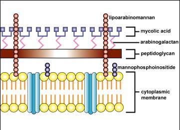 Mycobacterium spp. Parete cellulare La colorazione di Gram non è applicabile a tutti i batteri. Mycobacterium tuberculosis (tubercolosi) e M.