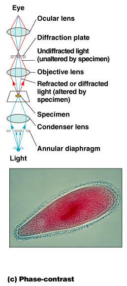 Osservazione al microscopio Contrasto di fase