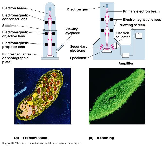 Osservazione al microscopio Microscopio elettronico Utilizza un fascio di elettroni al posto della luce (λ = 10 5 minore): 2-20nm Focalizzato