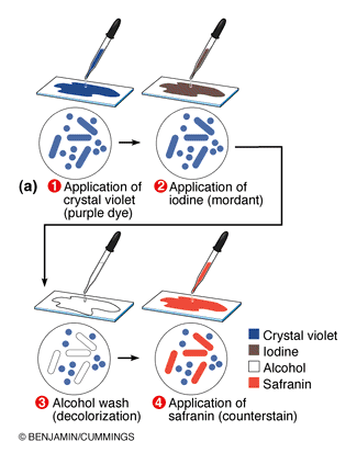 Colorazione di Gram Tecnica 1. Fissare il campione 2. Coprire con cristalvioletto per 1-2 min 3. Lavare con acqua; non asciugare 4. Coprire con la soluzione iodio-iodurata di Lugol per 1-2 min 5.