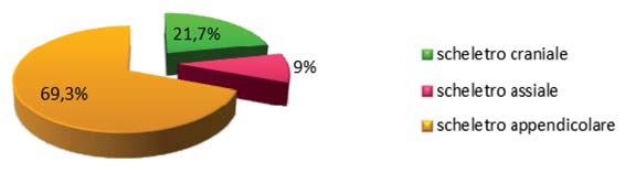 Segue la regione craniale con 307 resti (pari al 21,7%) ed infine la regione assiale con 128 ossa (9%).