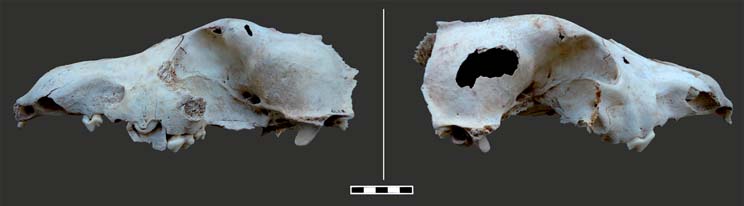 sinistro destro NMI fused unfused Femur 1 3 3 1 1 Tibia 1 0 1 1 Metatarsus III 0 1 1 1 Tab. 24 - Gatto domestico.