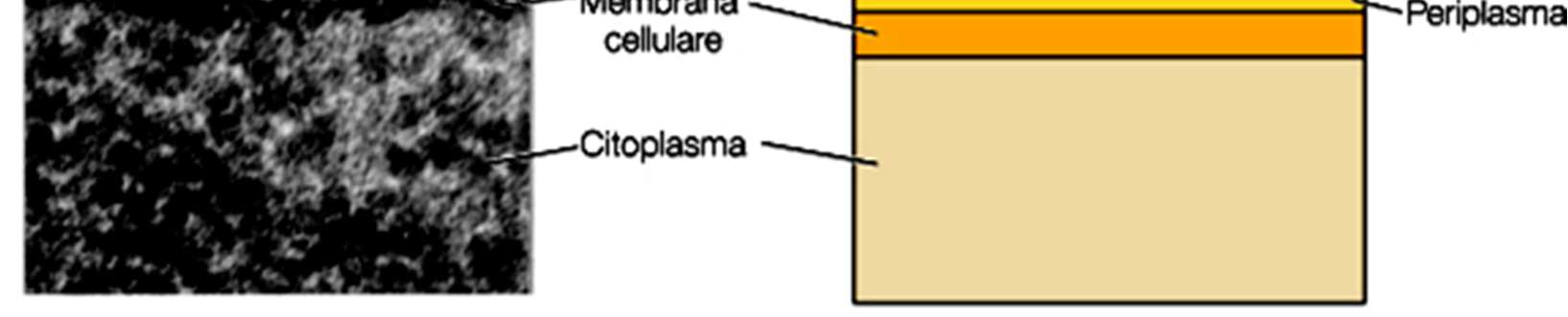 Il peptidoglicano (grafico