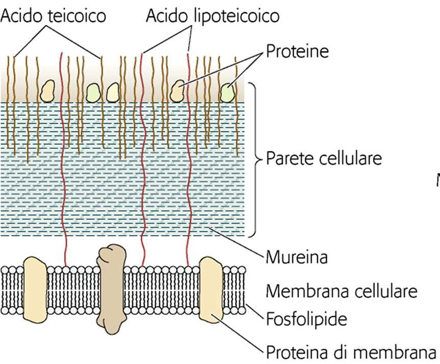 La parete batterica di G+ e G GRAM negativo GRAM positivo GRAM negativo DUNQUE PERCHÉ I BATTERI G PERDONO LA COLORAZIONE?