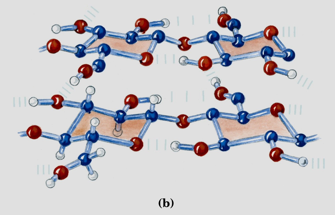 Catene parallele di cellulosa tenute insieme da legami idrogeno intercatena Ciò