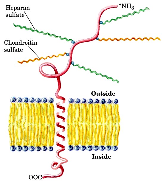 PRTEGLICANI Macromolecole della superficie cellulare o della matrice extracellulare, costituite da uno o più glicosamminoglicani (GAG).