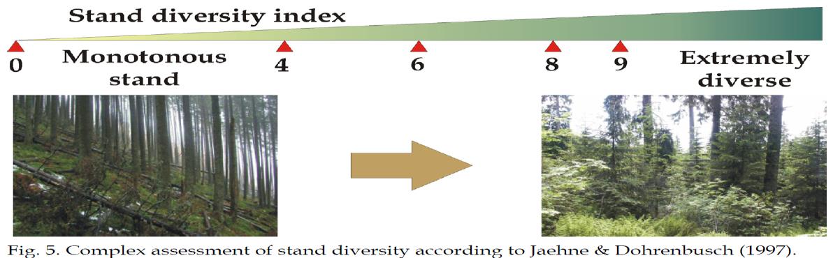 Distinta in: Struttura spaziale del bosco 1. struttura verticale (o stratificazione): strati posti a diversa altezza dal suolo: arboreo, arbustivo, erbaceo, muscinale, lianoso.