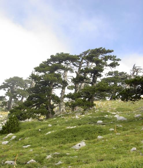 2000 1400 Pinus longaeva > 4000 anni Due esempi di alberi longevi Pinus leucodermis > 600 anni era corrente prima dell era corrente 9 Definizioni di bosco Sono utili per classificare in modo univoco