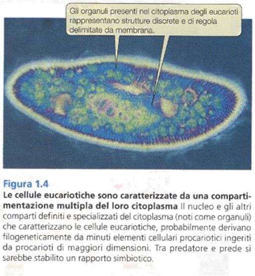 Comparsa di cellule con compartimenti discreti, organelli, con funzioni diverse: eucarioti Meccanismi di reciproca adesione che, a seguito dei processi di moltiplicazione cellulare, hanno portato